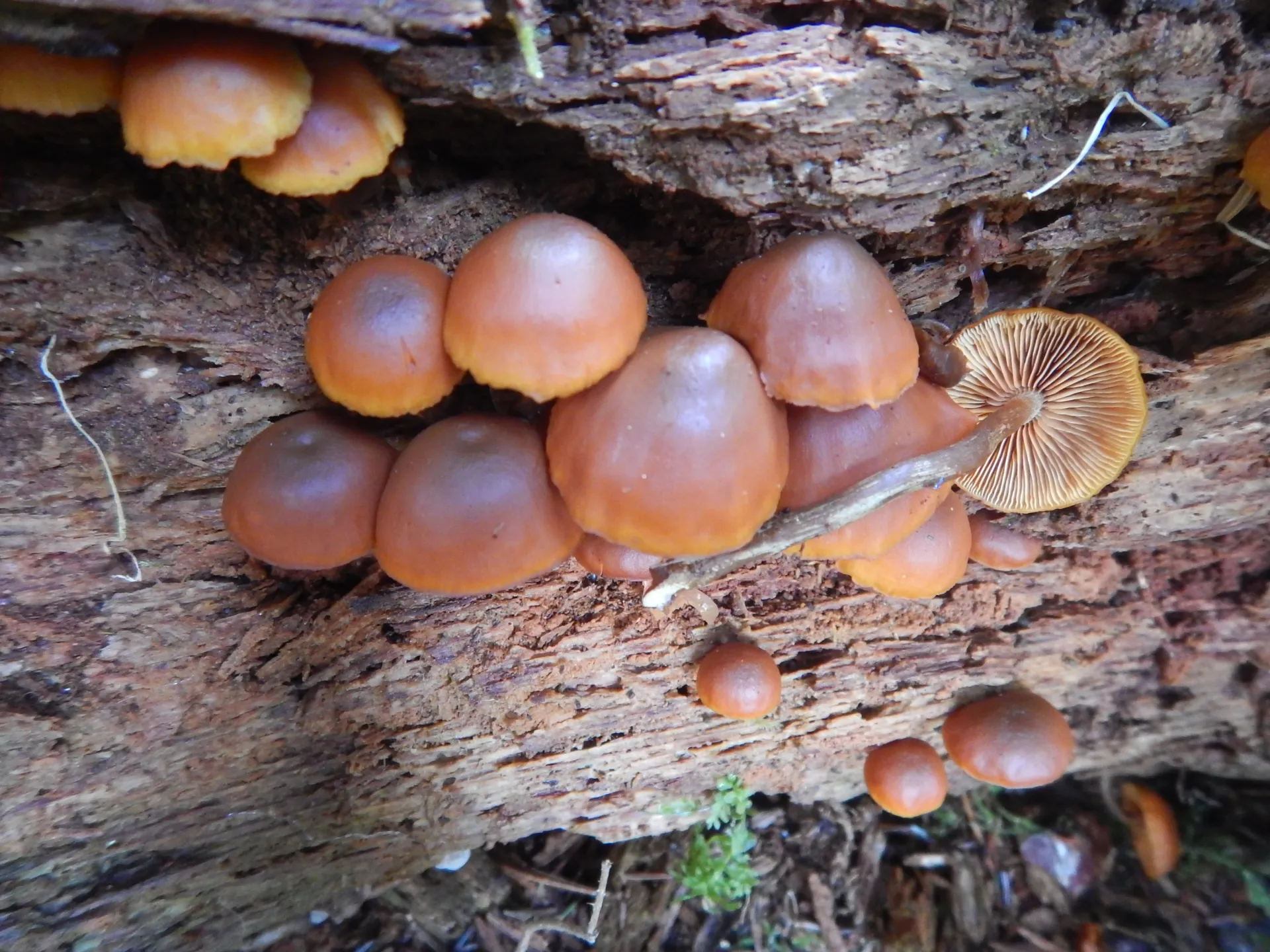 Gymnopilus bellullus, 22-10-16 (3)